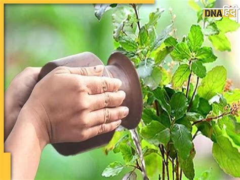 Tulsi Plant Vastu इन दो दिनों तुलसी को न चढ़ाएं जल लक्ष्मी मां के