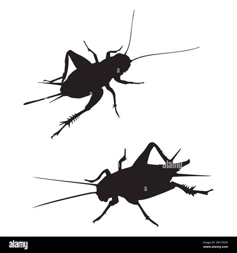 Locust Cartoon Illustration Black And White Stock Photos And Images Alamy