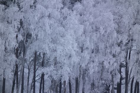 Fotos gratis árbol naturaleza bosque rama nieve invierno