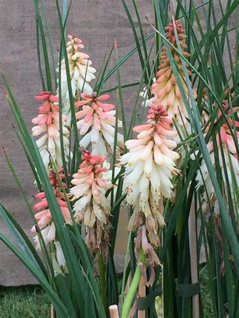 Kniphofia Orange Vanilla Popsicle Jardins De Vivaces Jardins