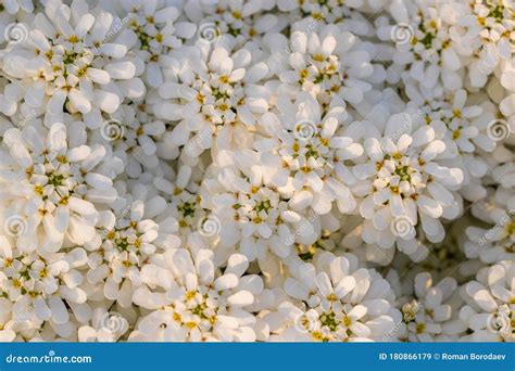 White Flowers Textures Patterns Floral Background Wildflowers Forest