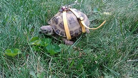 Amazon Ebamaz Leather Harness Strap For Tortoise Turtle Pet