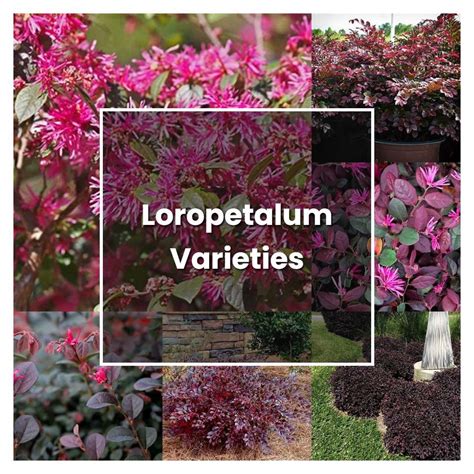 How To Grow Loropetalum Varieties Plant Care Tips NorwichGardener