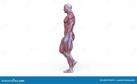 3 ª Representación De Un Modelo De Cuerpo Masculino Que Camina Almacen