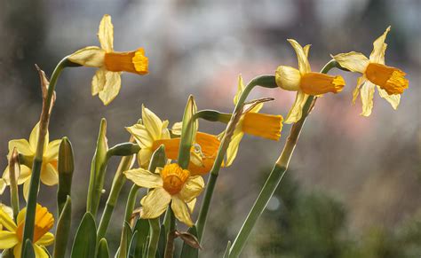 The Meteorological Spring Begins Daffodils Narzissen Flickr