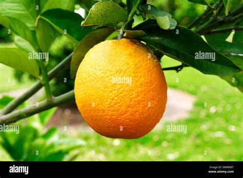 Árbol De Naranja Citrus Sinensis Naranja En Un árbol De Naranja