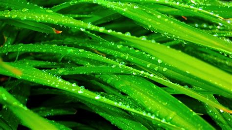 1920x1080 Grass Dew Drops Green Wet Wallpaper  Coolwallpapers Me