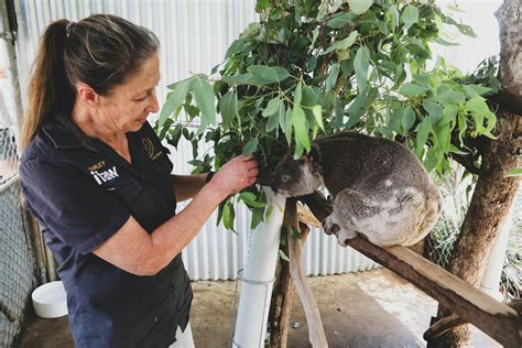 Woman With a Koala · Free Stock Photo