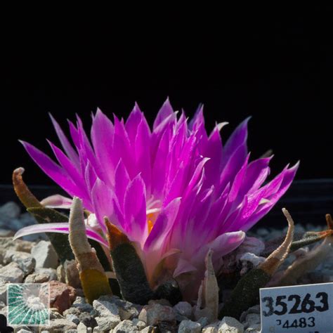 Ariocarpus Agavoides Esemplare Cod In Vendita Vivaio