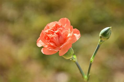 January Birth Month Flowers and Their Meanings