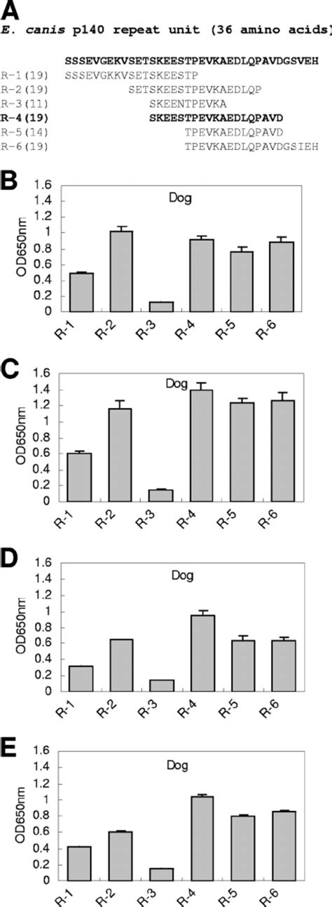 Localization Of Minor Cross Reactive Epitopes Between E Chaffeensis