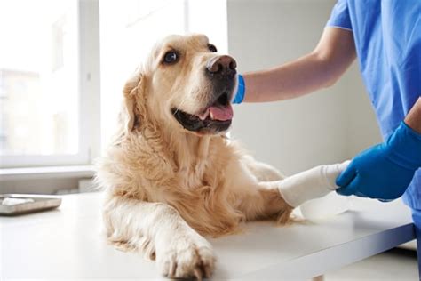 Dog Paw Pad Injury: Causes, Symptoms, & Treatment