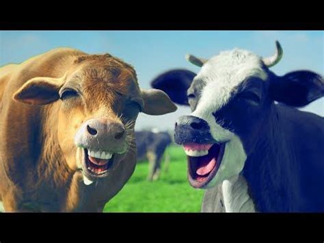 FUNNY COW DANCE 10 Cow Song Cow Videos 2021 Cows Funny Funny Cow