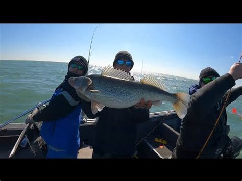 Catching Big Lake Erie Walleye Youtube