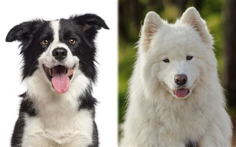 Border Collie Samoyed Mix: Info, Pictures, Characteristics & Facts | Hepper