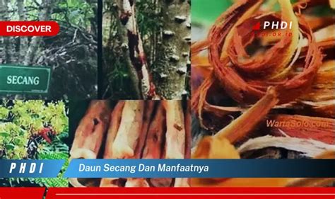 Temukan Manfaat Daun Secang Yang Jarang Diketahui