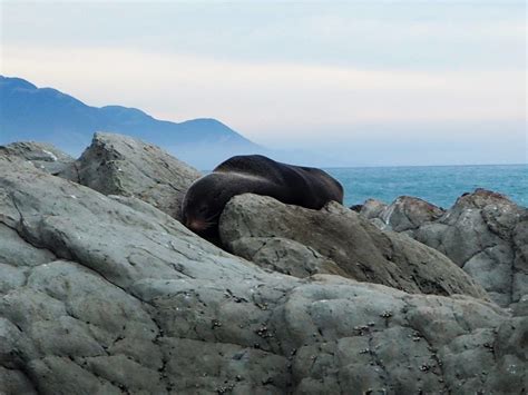 KAIKOURA PENINSULA SEAL COLONY - Susan Boyd Photography