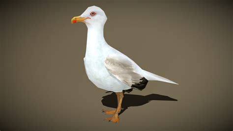 3DRT - birds and critters - seagull - 3D model by 3DRT.com [d2b03de ...