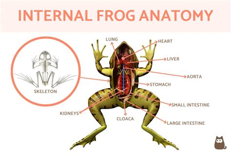 Anatomy of a Frog - Internal and External With Diagrams