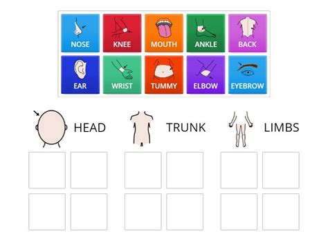 Head Trunk Limbs Group Sort