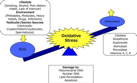 Factors That Can Cause Oxidative Stress Oxidative Stress Results From