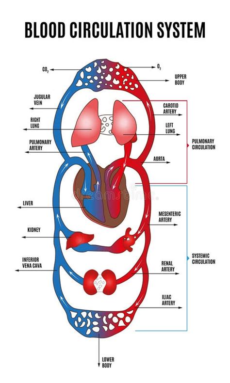 Human Circulatory System Diagram Of Circulatory System With Main Parts