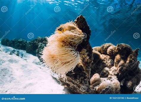 Coral with Anemones, Fish and Sandy Bottom. Underwater with Coral and Fish Stock Image - Image ...