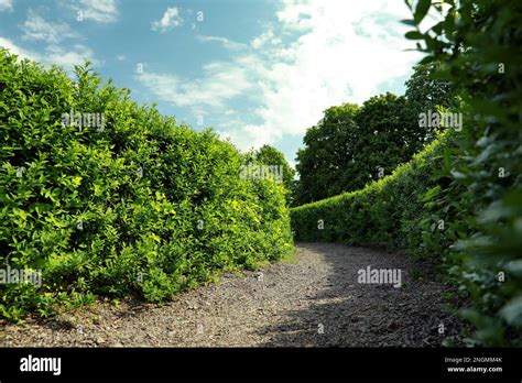 Beautiful view of green hedge maze on sunny day Stock Photo - Alamy