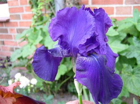 Photo Of The Bloom Of Tall Bearded Iris Iris Grape Adventure Posted