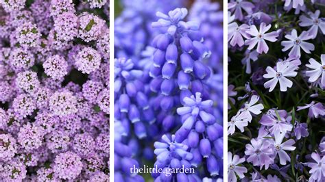 20 of the Best Invasive Ground Cover with Purple Flowers