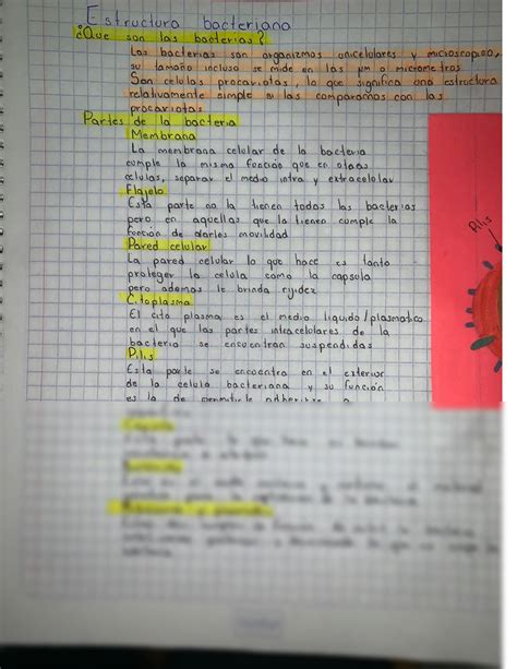 Solution Estructura Bacteriana Tarea Gonz Lez Juan Pablo Studypool