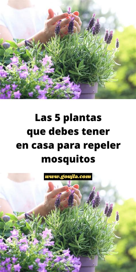 Las Plantas Que Debes Tener En Casa Para Repeler Mosquitos Aceites