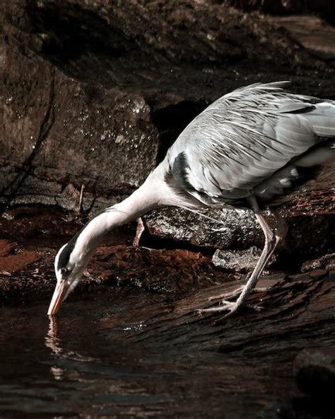 Premium Photo | Close-up of bird drinking water