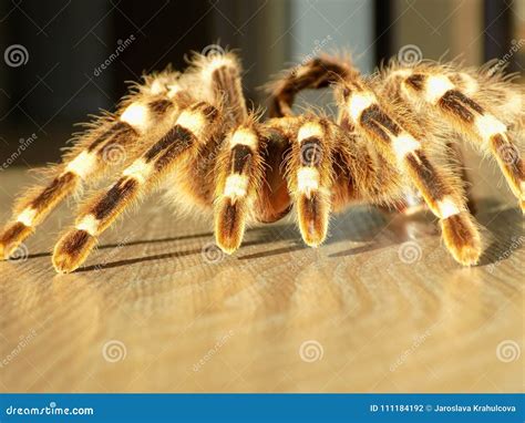 Tarantula Skin On Floor Stock Photo Image Of Harmless 111184192