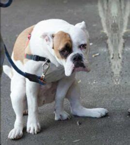 Perro estreñido Causas y remedios caseros eficaces