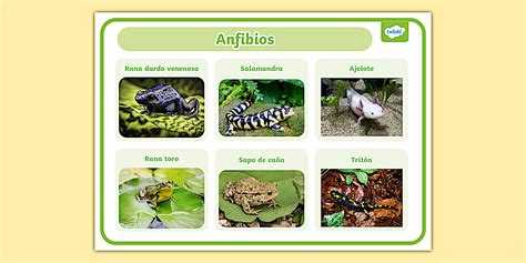 Ex De Anfibios - Lámina de anfibios | Recursos Educativos Twinkl - Twinkl