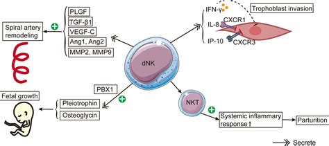 Frontiers The Central Role Of Natural Killer Cells In Preeclampsia