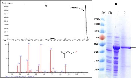 Enzymatic Assay For Methyl Buten Ol Production By Oletje Using