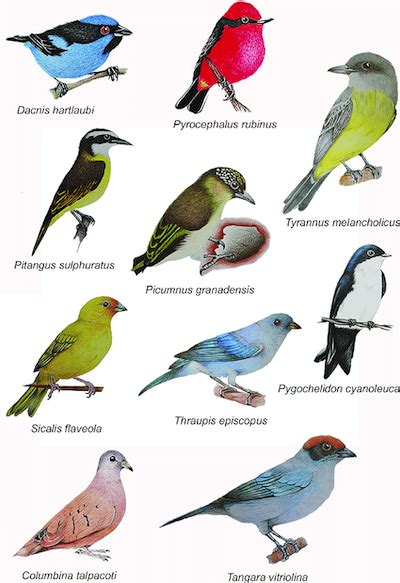 Why Only 10,000 Bird Species? – Ornithology