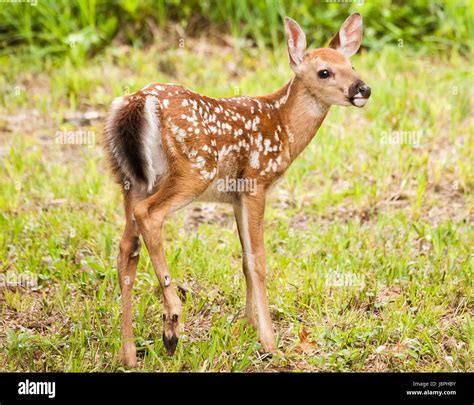 Deer Whitetail Fawn Stock Photo - Alamy