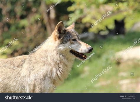 Wolf Face Closeup Stock Photo 1334908709 | Shutterstock