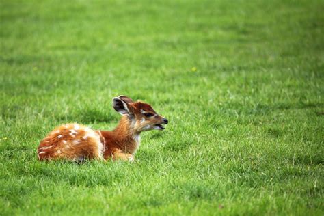 Free Images Grass Lawn Meadow Prairie Animal Wildlife Wild Zoo