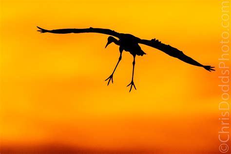 Sandhill Crane in flight Silhouette — Nature Photography Blog