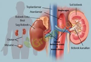 Kronik Böbrek Yetmezliği ve Tedavisi nasıl tedavi edilir belirtileri