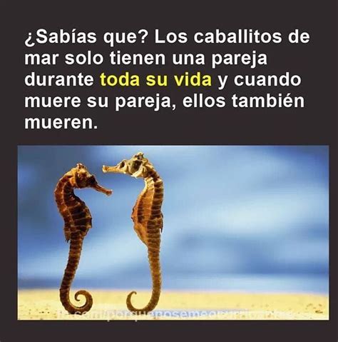 Sab As Que Los Caballitos De Mar Solo Tienen Una Pareja Durante Toda