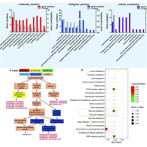 Go And Kegg Annotation On Target Genes Of Differentially Expressed