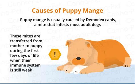 Mange in Dogs: Causes, Symptoms, & Treatment | Canna-Pet®