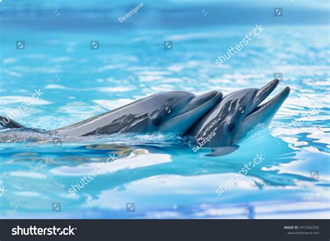 Afalina Images, Stock Photos & Vectors | Shutterstock