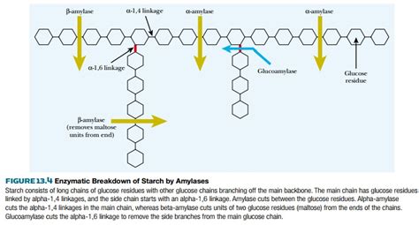 Degradation of Starch