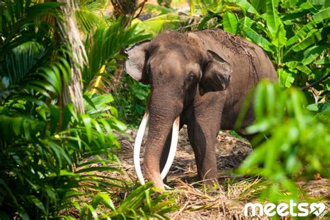 Sri Lanka The Tasty Tea Sacred Elephants And The Waves Of The Indian